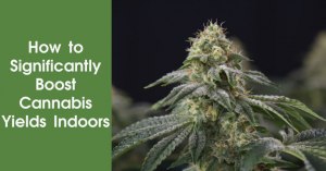 How to Significantly Boost Cannabis Yields Indoors Featured Image