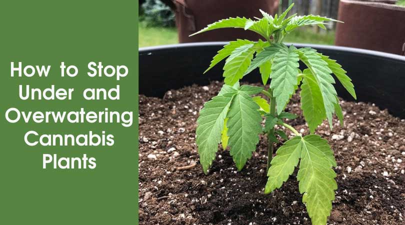 How to Stop Under and Overwatering Cannabis Plants Cover Photo