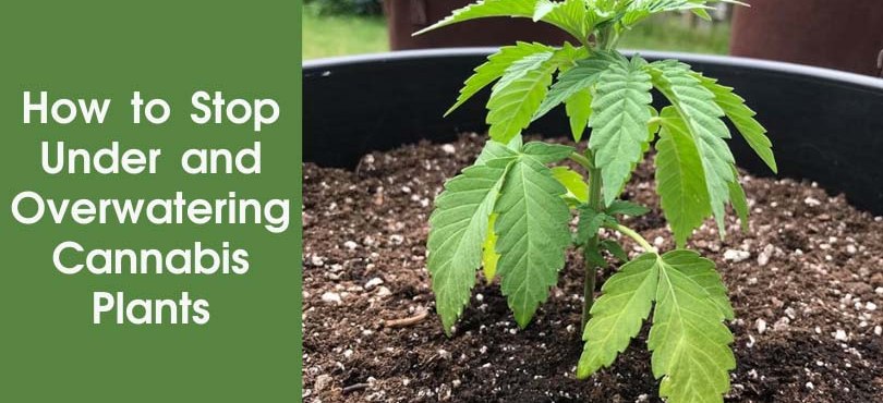 How to Stop Under and Overwatering Cannabis Plants Featured Image