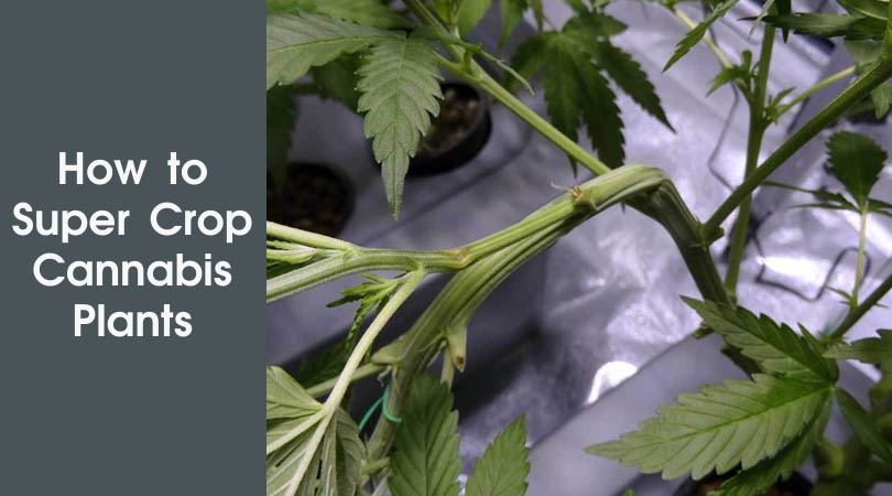 How to Super Crop Cannabis Plants. Cover Photo