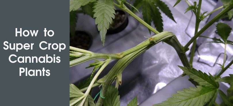 How to Super Crop Cannabis Plants. Featured Image