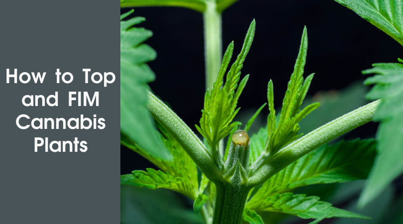 How to Top and FIM Cannabis Plants Cover Photo