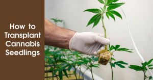 How to Transplant Cannabis Seedlings Featured Image