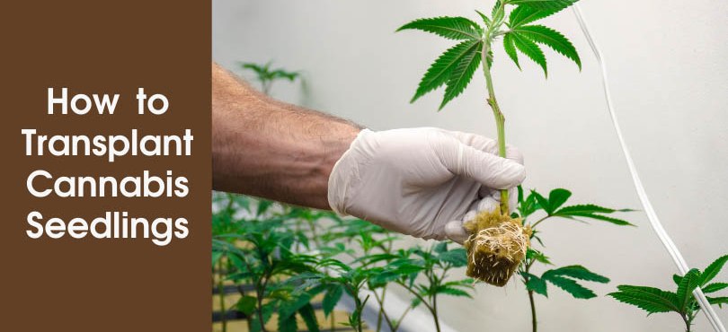 How to Transplant Cannabis Seedlings Featured Image