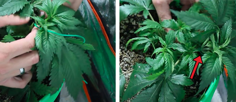 How to tiedown cannabis lst