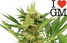 ILGM AK-47 Feminized Seeds