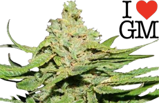 ILGM Cannatonic Feminized Seeds