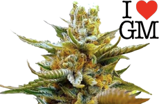 ILGM G13 Feminized Seeds