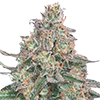 Ice Cream Cake Feminized Seeds