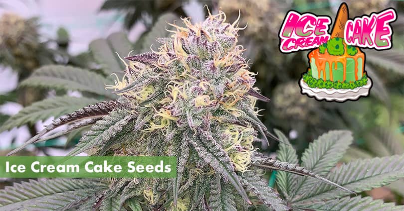 High quality pot feminized Ice Cream Cake strain for outdoor growing