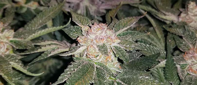 Ice Cream Cake Seeds Strain Description