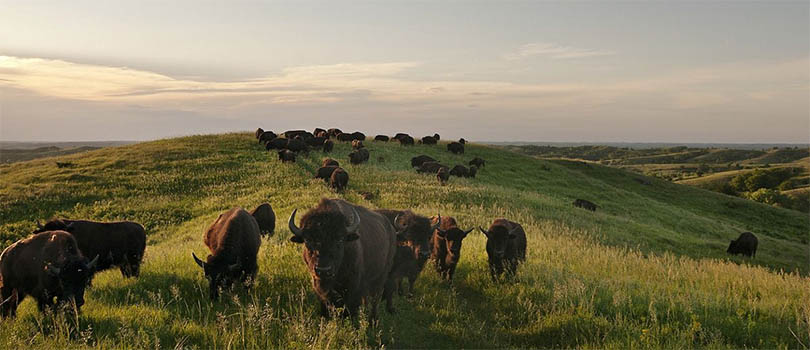 Iowa Nature