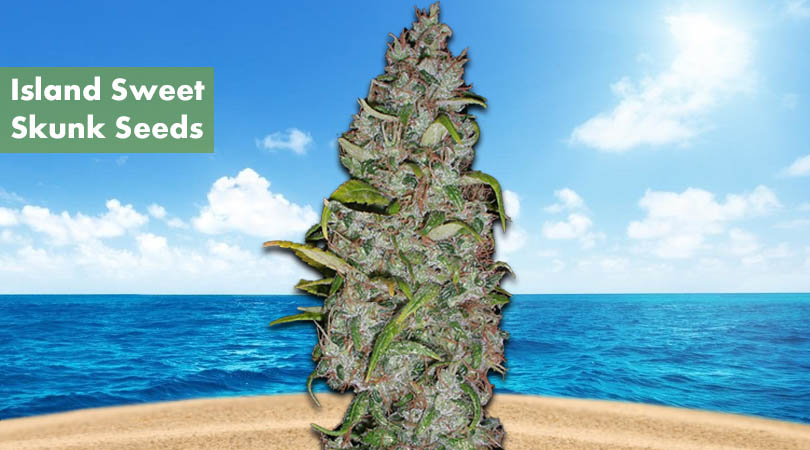 Island Sweet Skunk Seeds Cover Photo