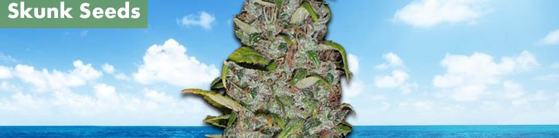 Island Sweet Skunk Seeds Featured Image