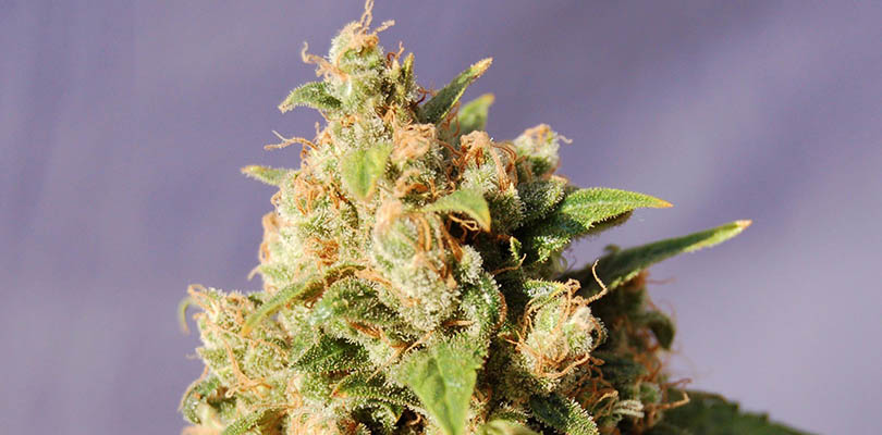 Island Sweet Skunk Seeds Strain Description