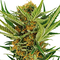 Jack Herer Cannabis Seeds ILGM