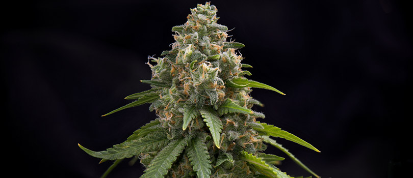 Jack Herer Feminized Seeds MSNL