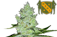 Jack Herer Feminized Seeds MSNL