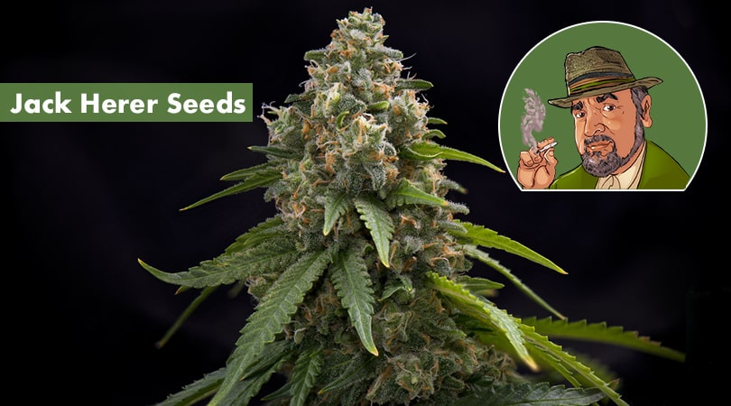 Jack Herer Seeds Cover Photo