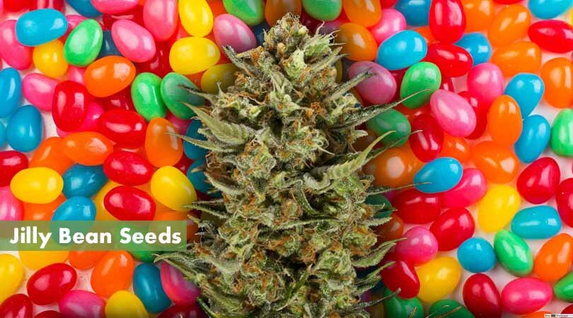 Jilly Bean Seeds Cover Photo