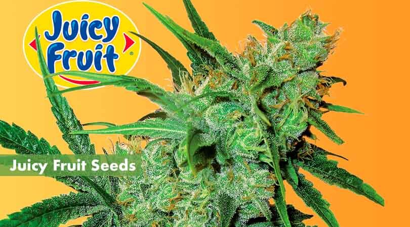 Juicy Fruit Seeds Cover Photo