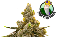 Kali Mist Feminized Seeds CKS