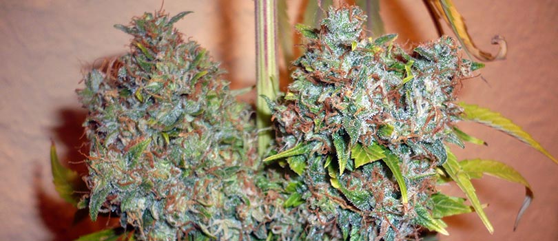 All about Kali Mist Cannabis Seeds Sativa Or Indica