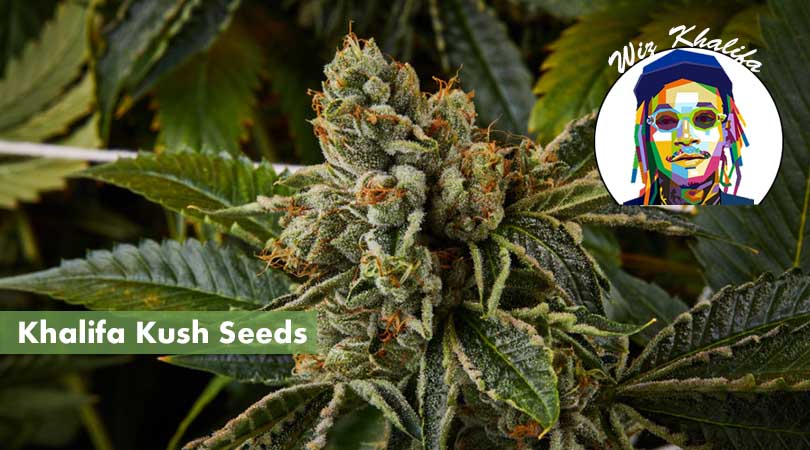 Khalifa Kush Seeds Cover Photo