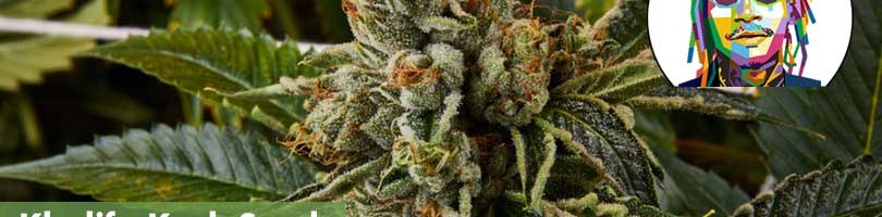 Khalifa Kush Seeds Featured Image