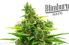 Khalifa Kush Seeds Blimburn