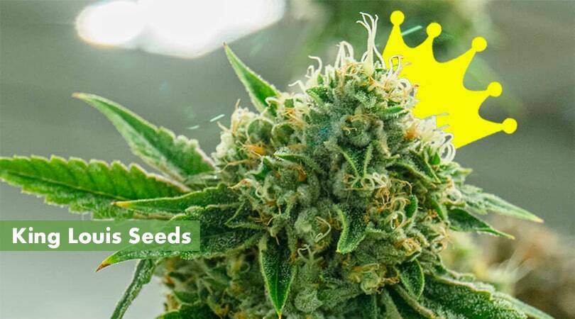 King Louis Seeds Cover Photo