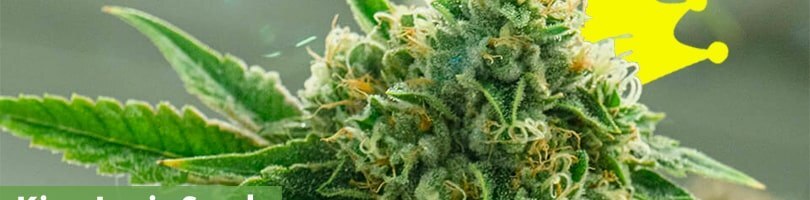 King Louis Seeds Featured Image