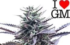 LA Confidential Feminized Seeds ILGM