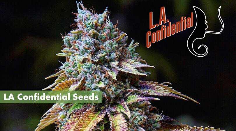 LA Confidential Seeds Cover Photo