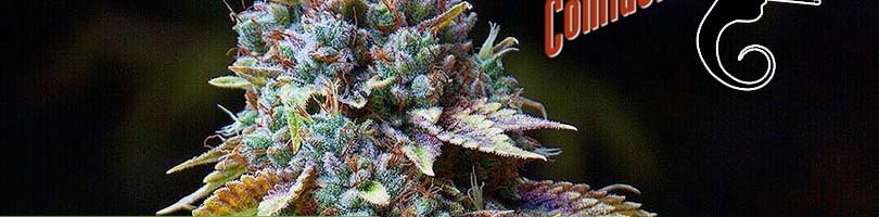 LA Confidential Seeds Featured Image