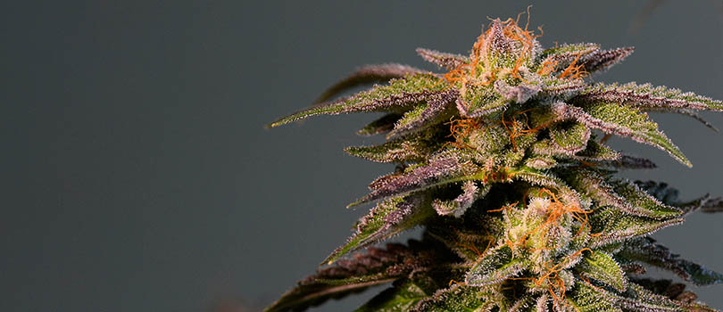 LA Confidential Seeds Strain Description