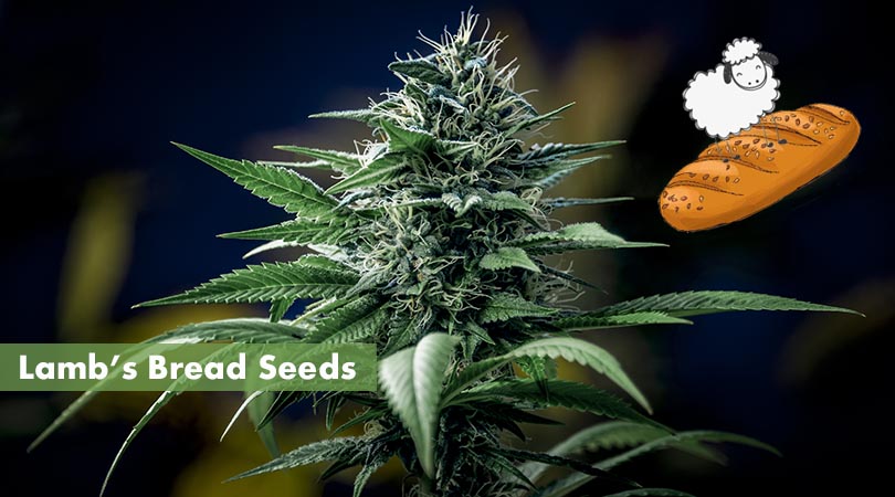 Lambs Bread Seeds Cover Photo