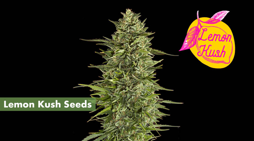 Lemon Kush Seeds Cover Photo