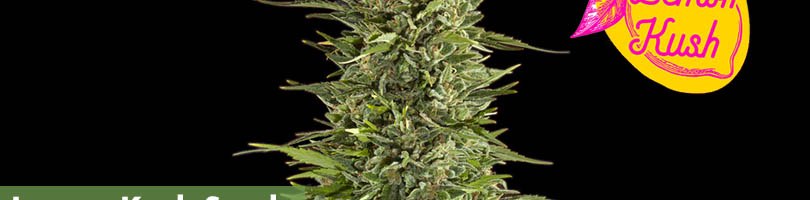 Lemon Kush Seeds Featured Image