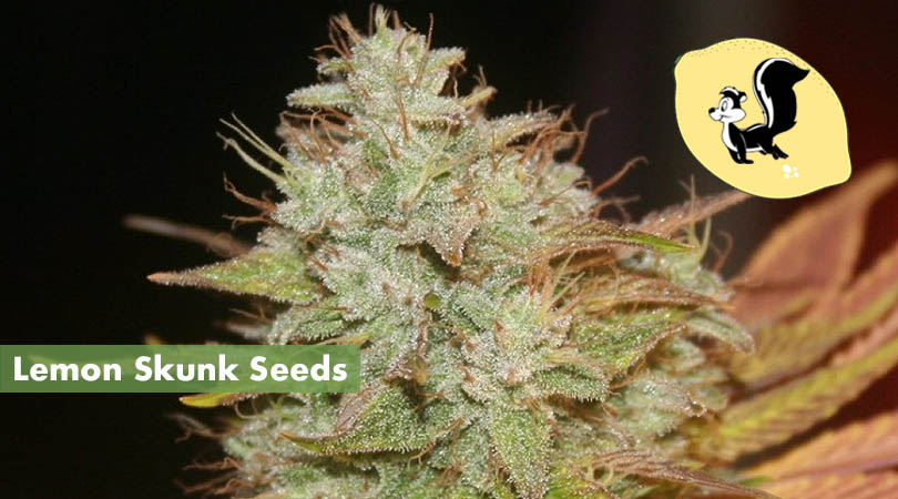 Lemon Skunk Seeds Cover Photo