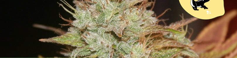 Lemon Skunk Seeds Featured Image