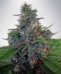 Blue Amnesia Autoflower Feminized Cannabis Seeds - Ministry of Cannabis