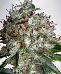 Big Bud XXL Feminized Cannabis Seeds - Ministry of Cannabis