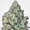 MSNL Big Bud Feminized Cannabis Seeds