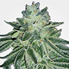 MSNL Blue Dream Feminized Cannabis Seeds