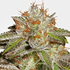 MSNL Bruce Banner Feminized Cannabis Seeds