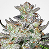MSNL Caramelicious Feminized Cannabis Seeds