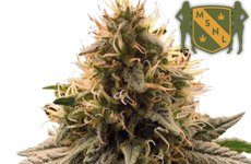 MSNL Cherry Pie Feminzed Seeds