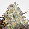 MSNL Chocolope Feminized Cannabis Seeds