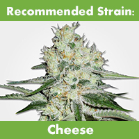 MSNL Feminized Seeds Cheese Strain Subtropical Climate 2